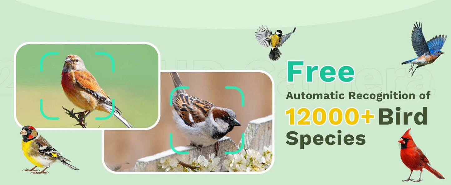 Alimentador de pájaros inteligente HD de 2,5 K, cámara WIFI con energía Solar, identificación de IA, captura automática de pájaros