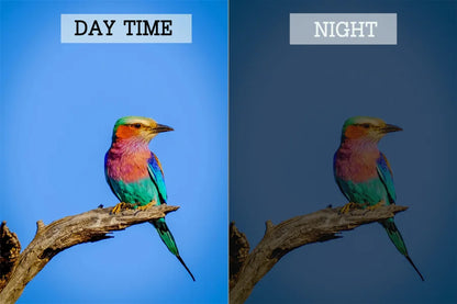 🟡 Cámara alimentadora de pájaros 4MP HD